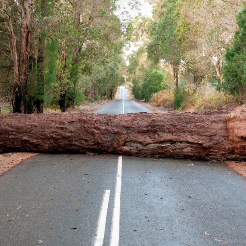 A tree blocking a road, symbolising the roadblock of data quality issues